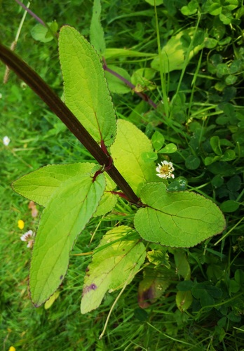 Scrophularia auriculata (Bishop's leaves) — photo