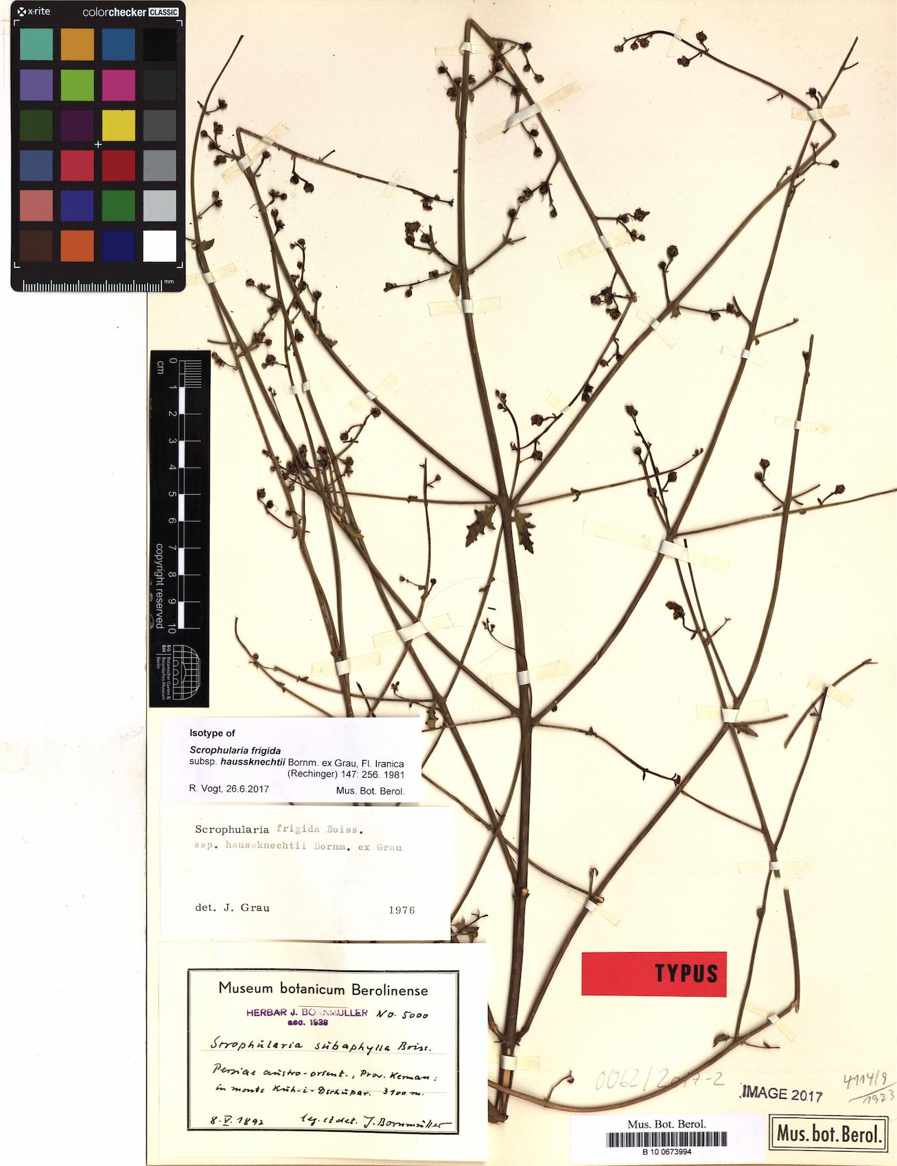 Scrophularia frigida — photo