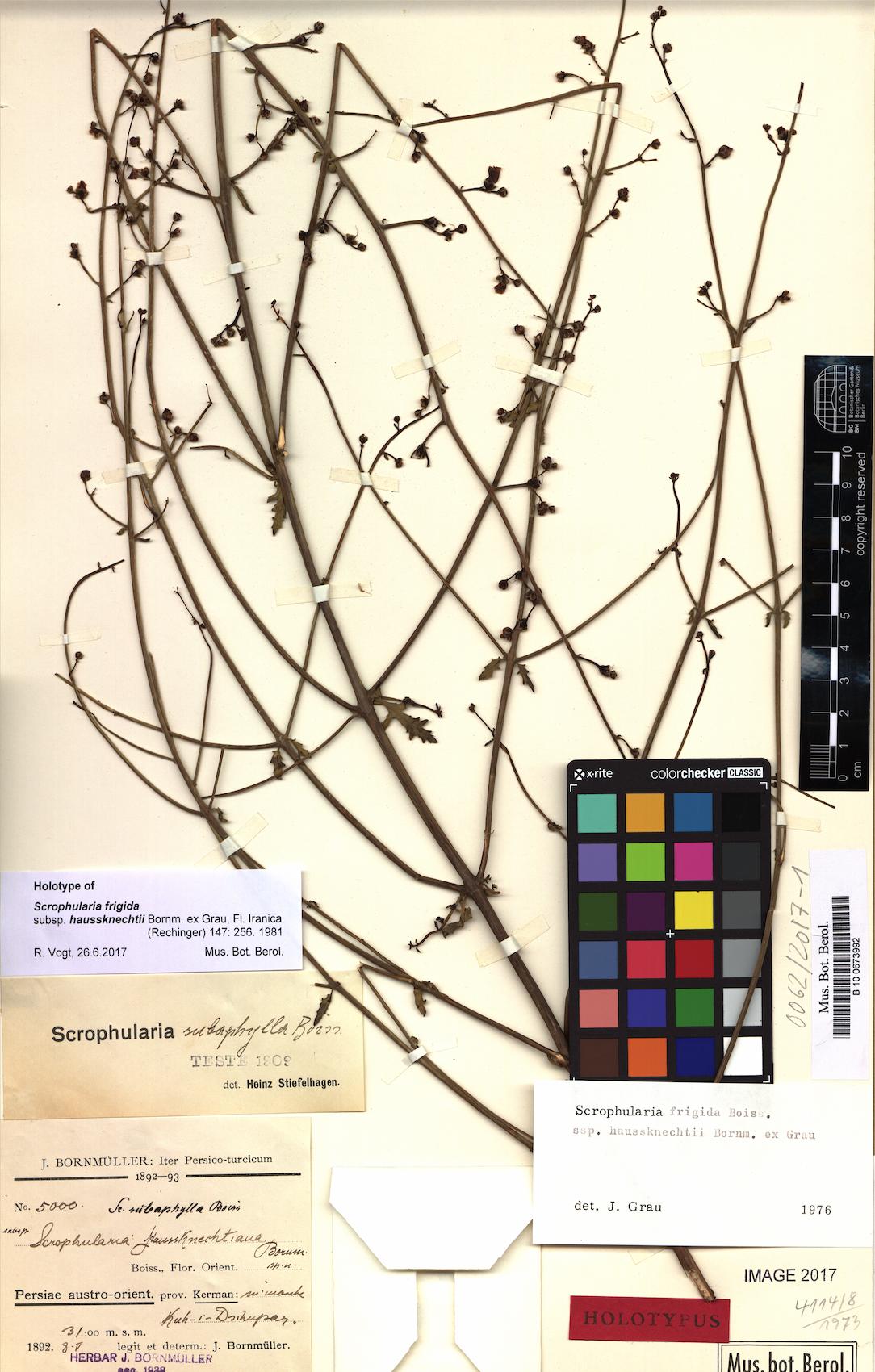Scrophularia frigida