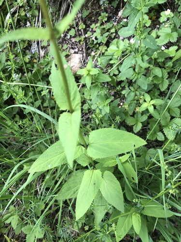 Scrophularia nodosa (Knotted Figwort) — photo