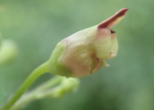 Scrophularia nodosa (Knotted Figwort) — photo