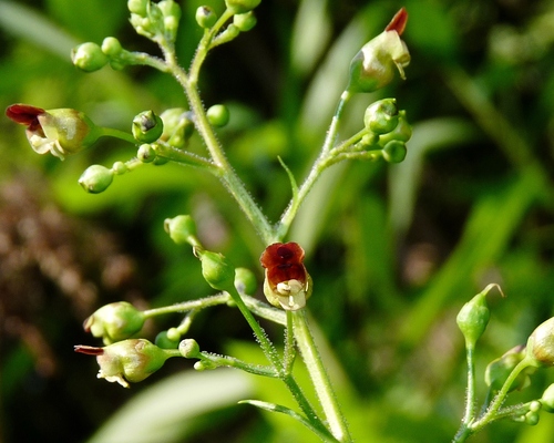 Scrophularia nodosa