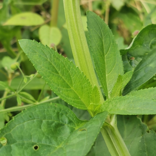 Scrophularia umbrosa (Water betony) — photo