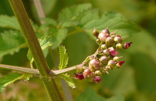 Scrophularia umbrosa (Water betony) — photo