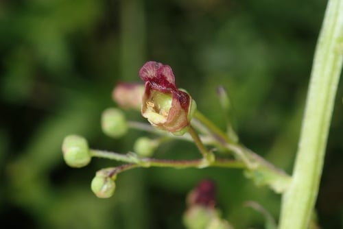 Scrophularia umbrosa
