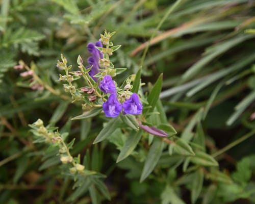 Scutellaria baicalensis (Baikal skullcap) — photo