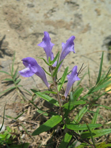 Scutellaria baicalensis