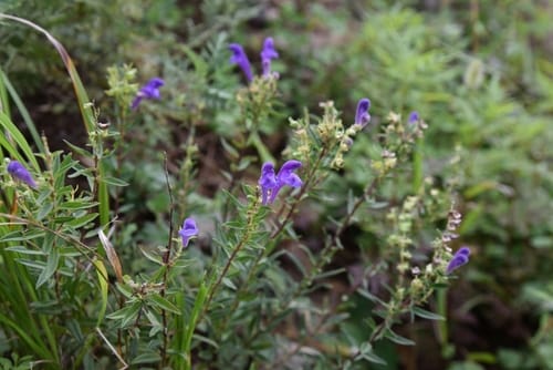 Scutellaria baicalensis (Baikal skullcap) — photo