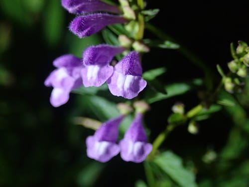 Scutellaria indica (Han xin cao) — photo