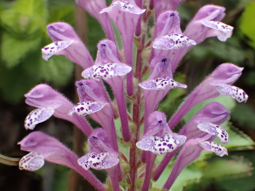 Scutellaria indica