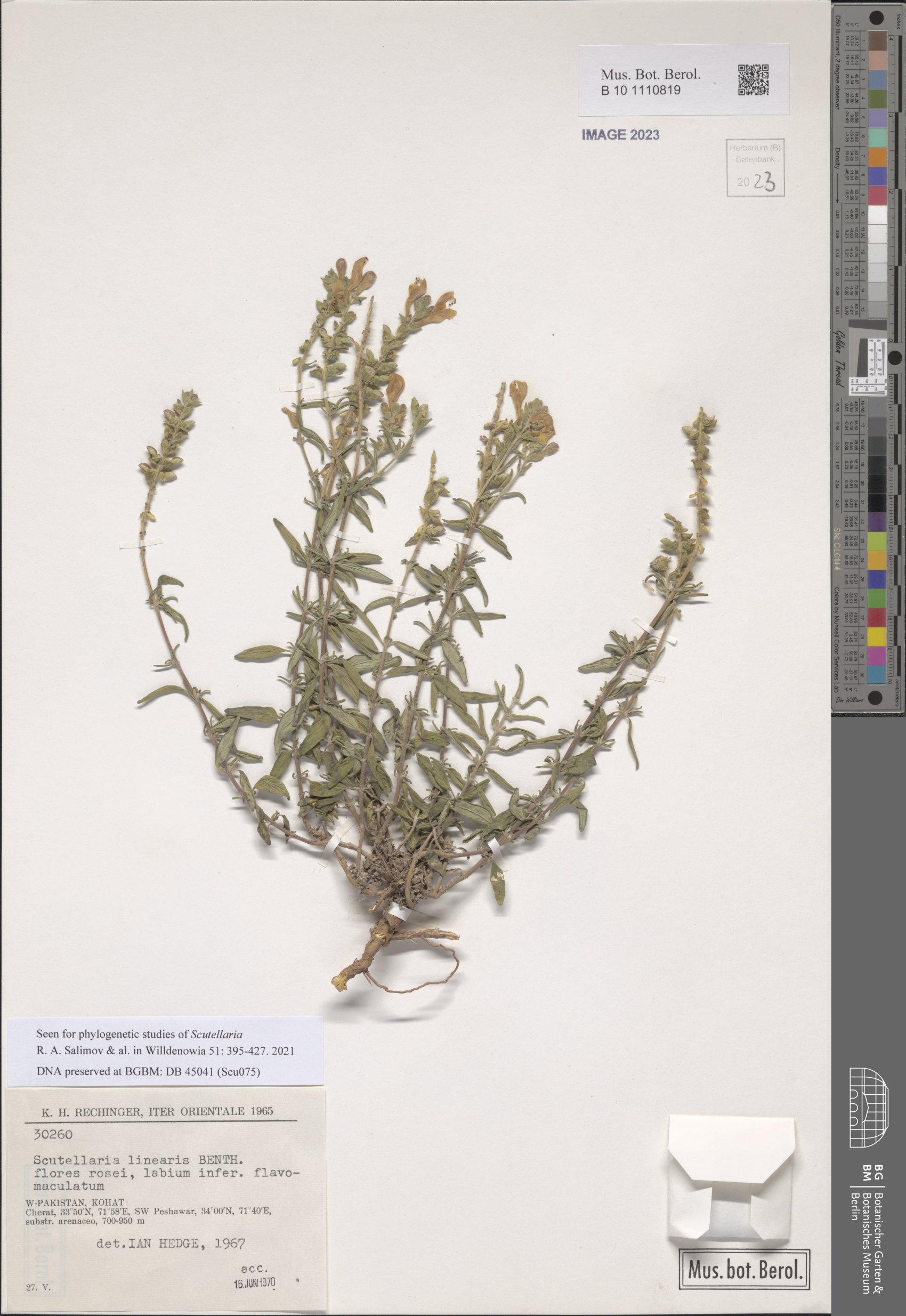 Scutellaria linearis (Mastiara) — photo