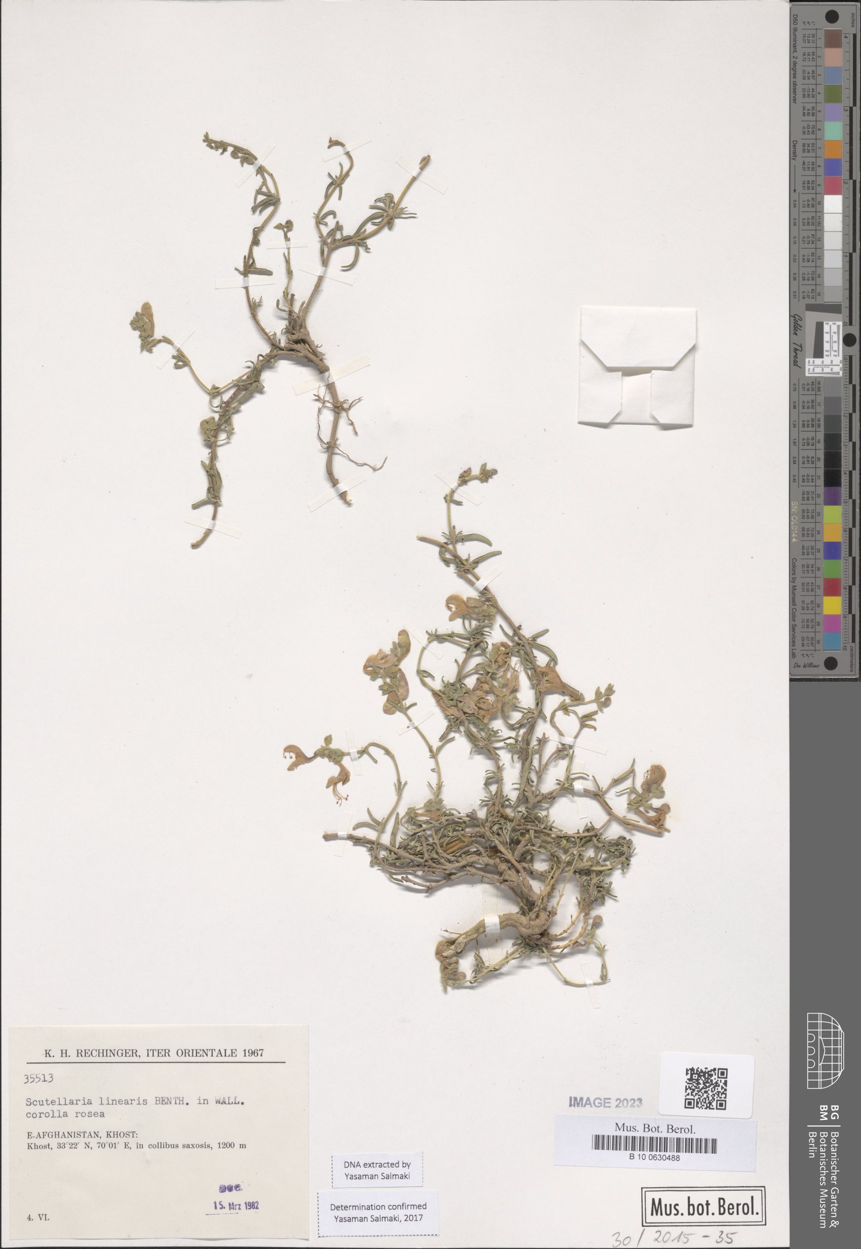 Scutellaria linearis
