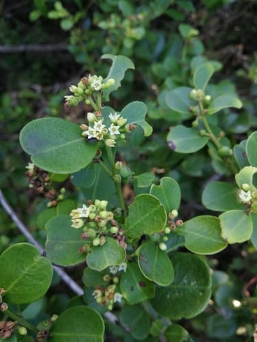 Scutia myrtina (Dry-my-throat) — photo