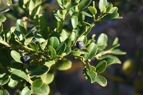 Scutia myrtina