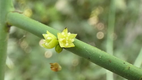 Scutia spicata — photo