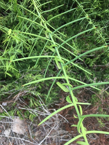 Scutia spicata