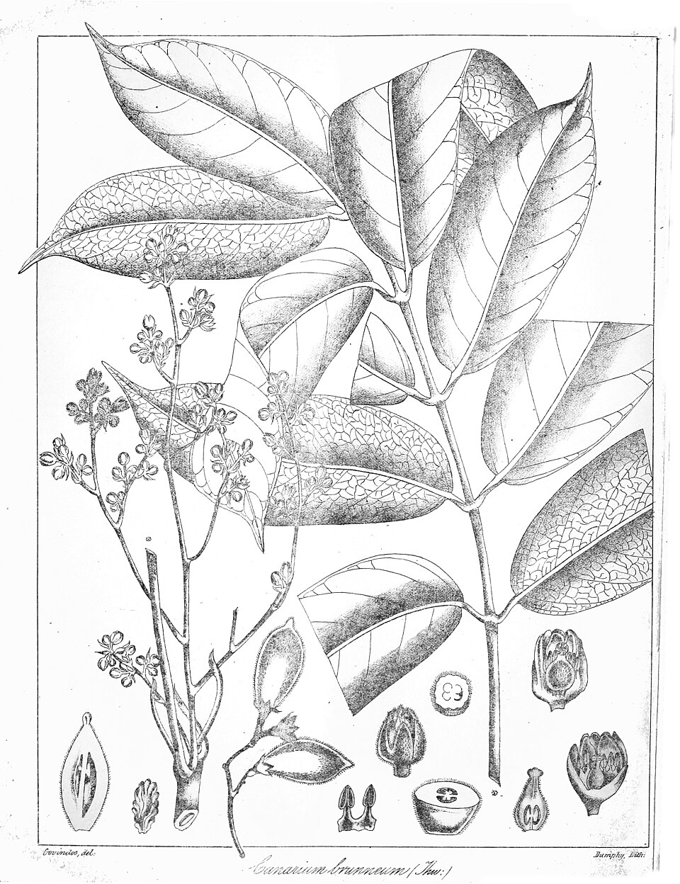 Scutinanthe brunnea