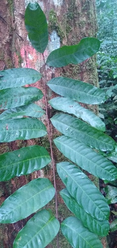 Scyphocephalium mannii