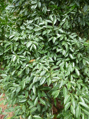 Scytopetalum tieghemii — photo
