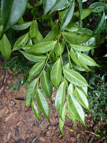 Scytopetalum tieghemii