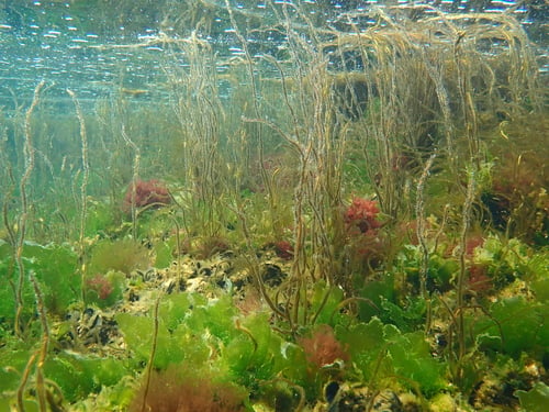 Scytosiphonaceae