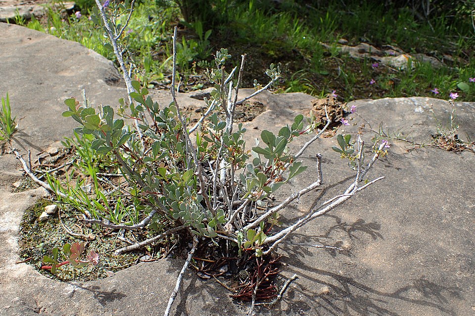 Searsia albida (Hawthorn) — photo