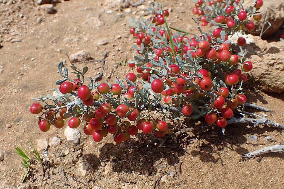 Searsia albida