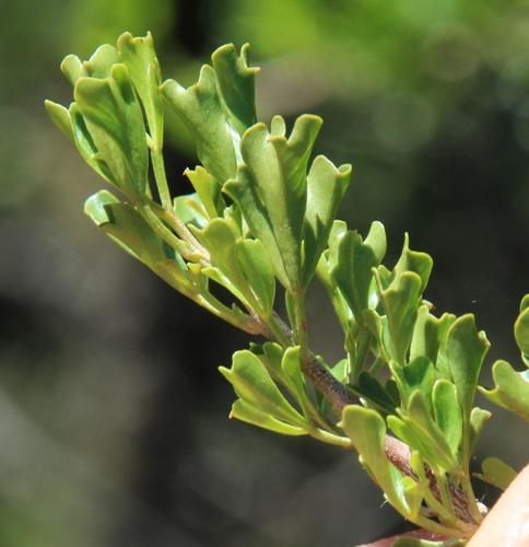 Searsia burchellii — photo