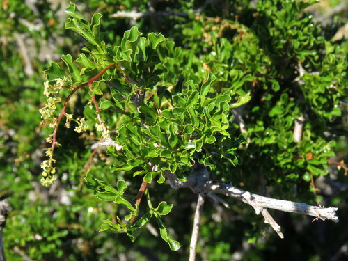 Searsia burchellii