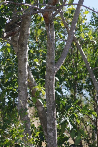 Searsia chirindensis (Red currant rhus) — photo