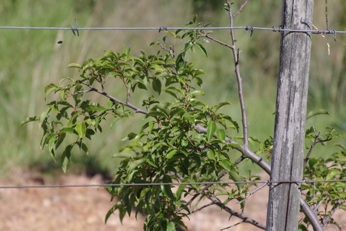 Searsia chirindensis