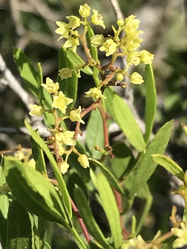 Searsia ciliata (Sour karee) — photo
