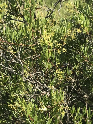 Searsia ciliata (Sour karee) — photo