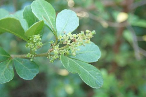 Searsia crenata — photo