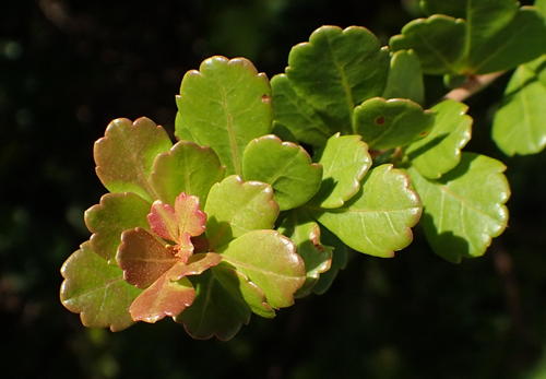 Searsia crenata