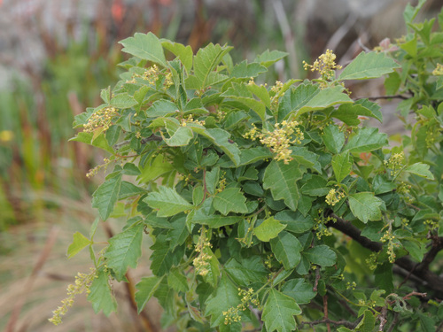Searsia dentata (Nana-berry) — photo