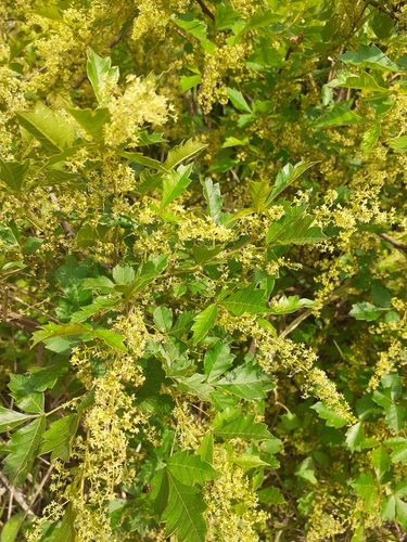 Searsia dentata (Nana-berry) — photo