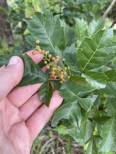 Searsia dentata