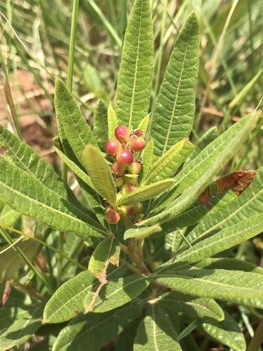 Searsia discolor (Grassveld currant) — photo