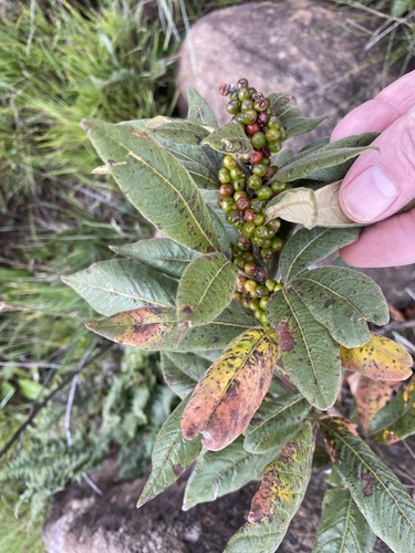 Searsia discolor (Grassveld currant) — photo