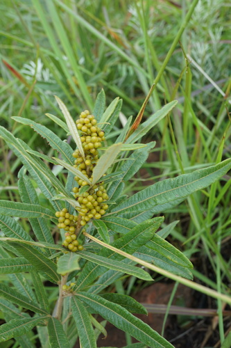 Searsia discolor