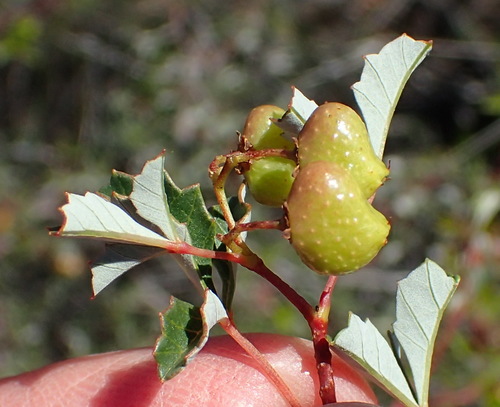 Searsia dissecta — photo