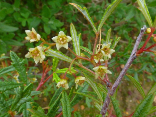 Searsia dissecta — photo