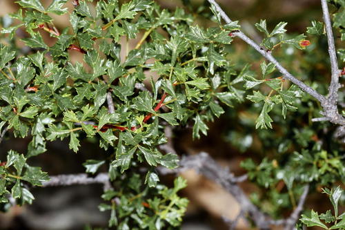 Searsia dissecta
