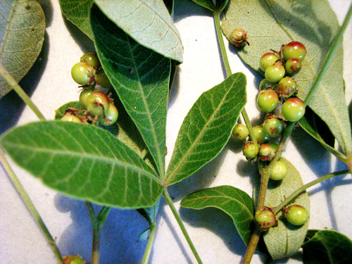 Searsia divaricata — photo