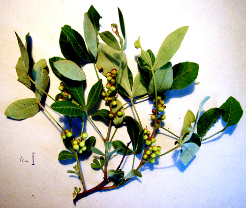 Searsia divaricata — photo