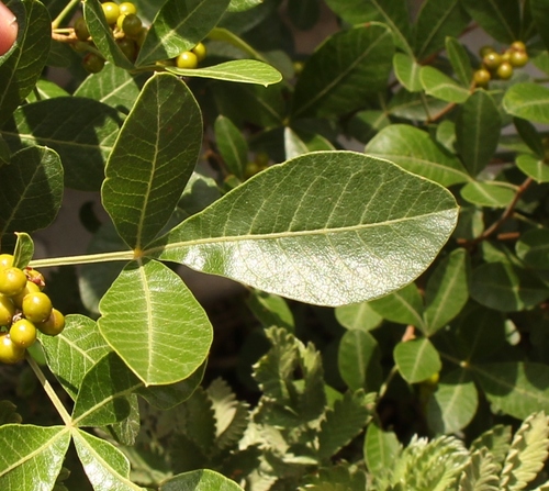 Searsia divaricata