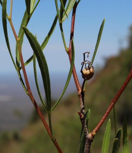 Searsia dregeana