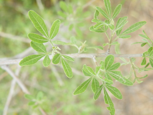Searsia engleri