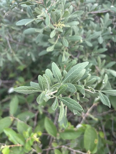 Searsia engleri (Velvet karee) — photo